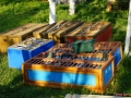 DSC02583_1