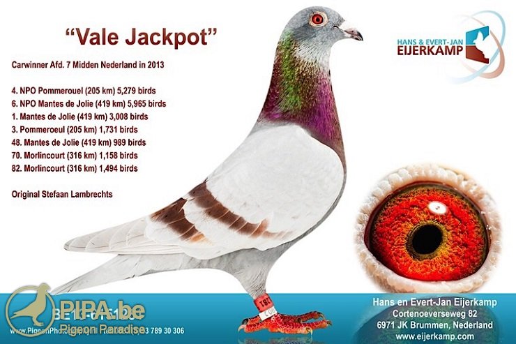 be13-6151281_vale-jackpot_eijerkamp