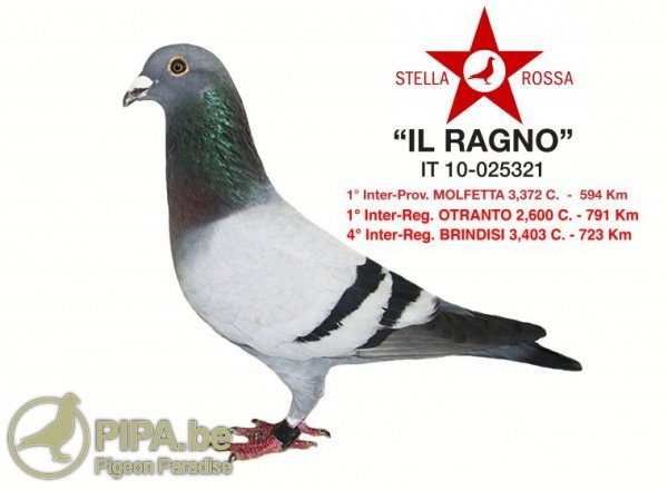 il_ragno